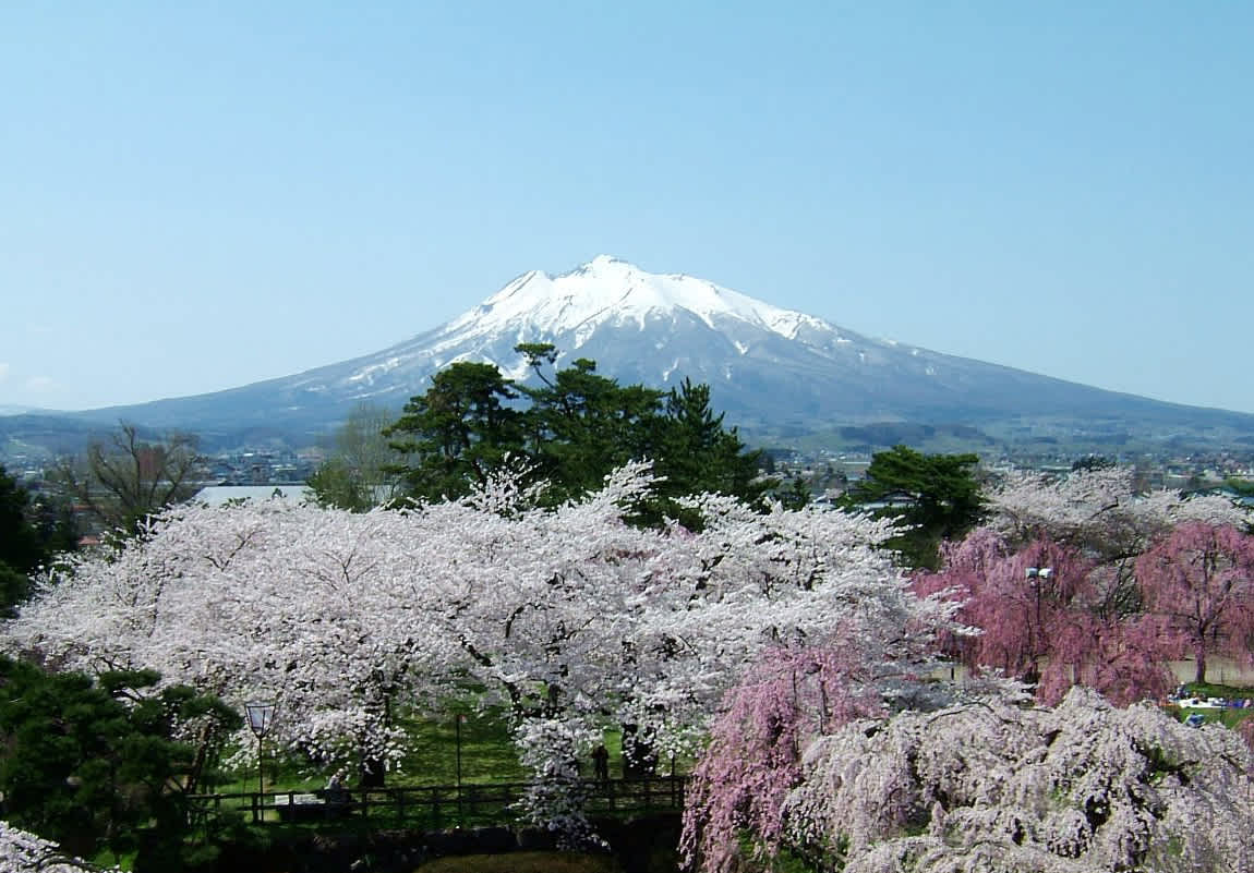 Mount Iwaki rises majestically above blooming cherry blossom trees in Aomori Prefecture