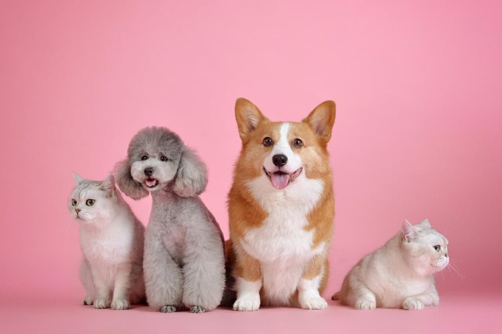 犬